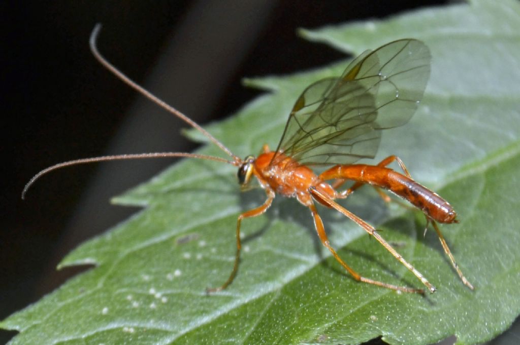 Emicospilus?